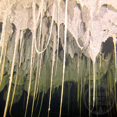 Cave Bacteria, Underwater Bacteria, Cave Exploration Mexico, Under the Jungle