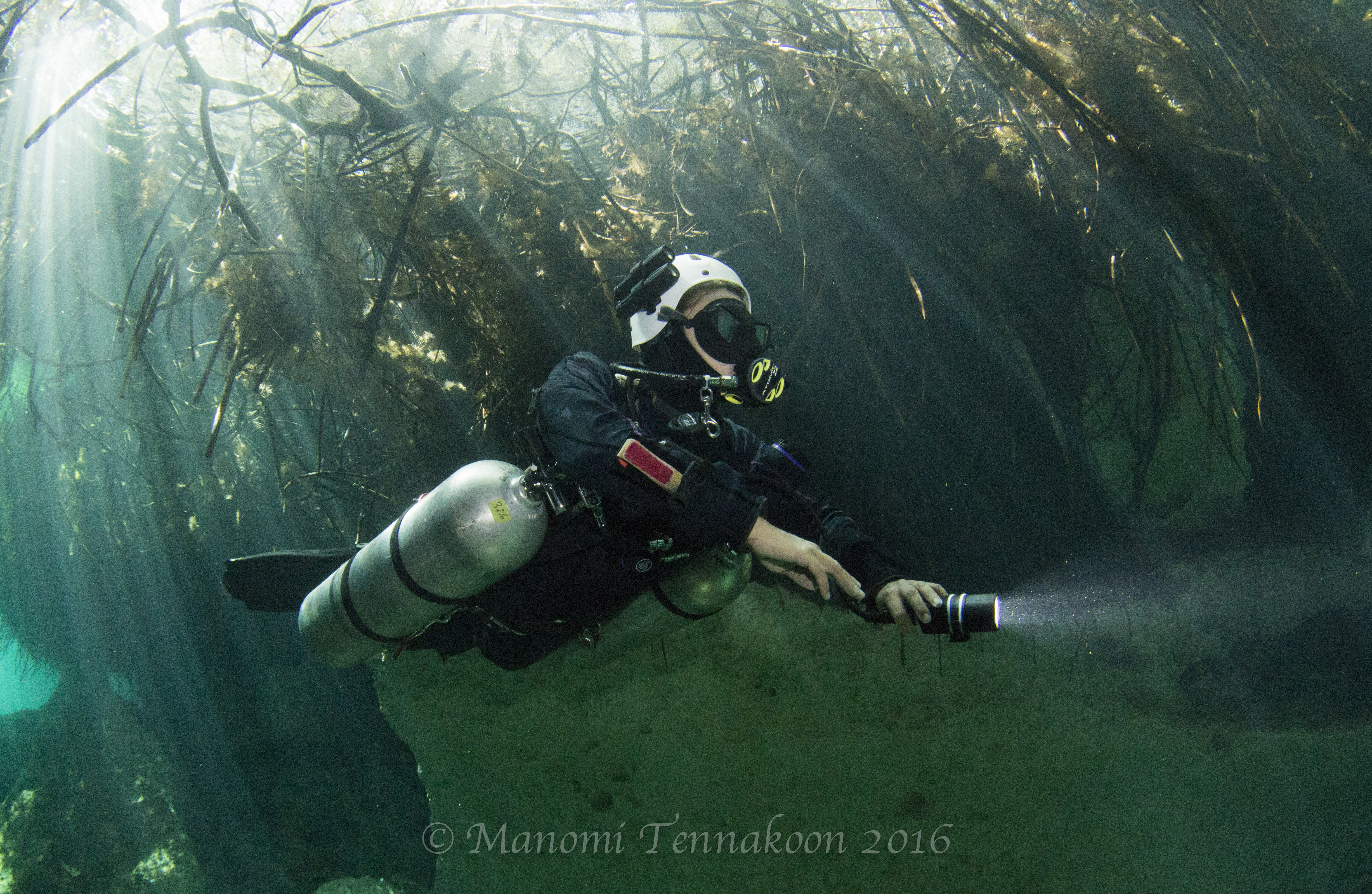 Cavern Diving Cancun, Cavern Diving Photos, Mangrove Cenote, Casa Cenote, Cenote Diving Playa del Carmen