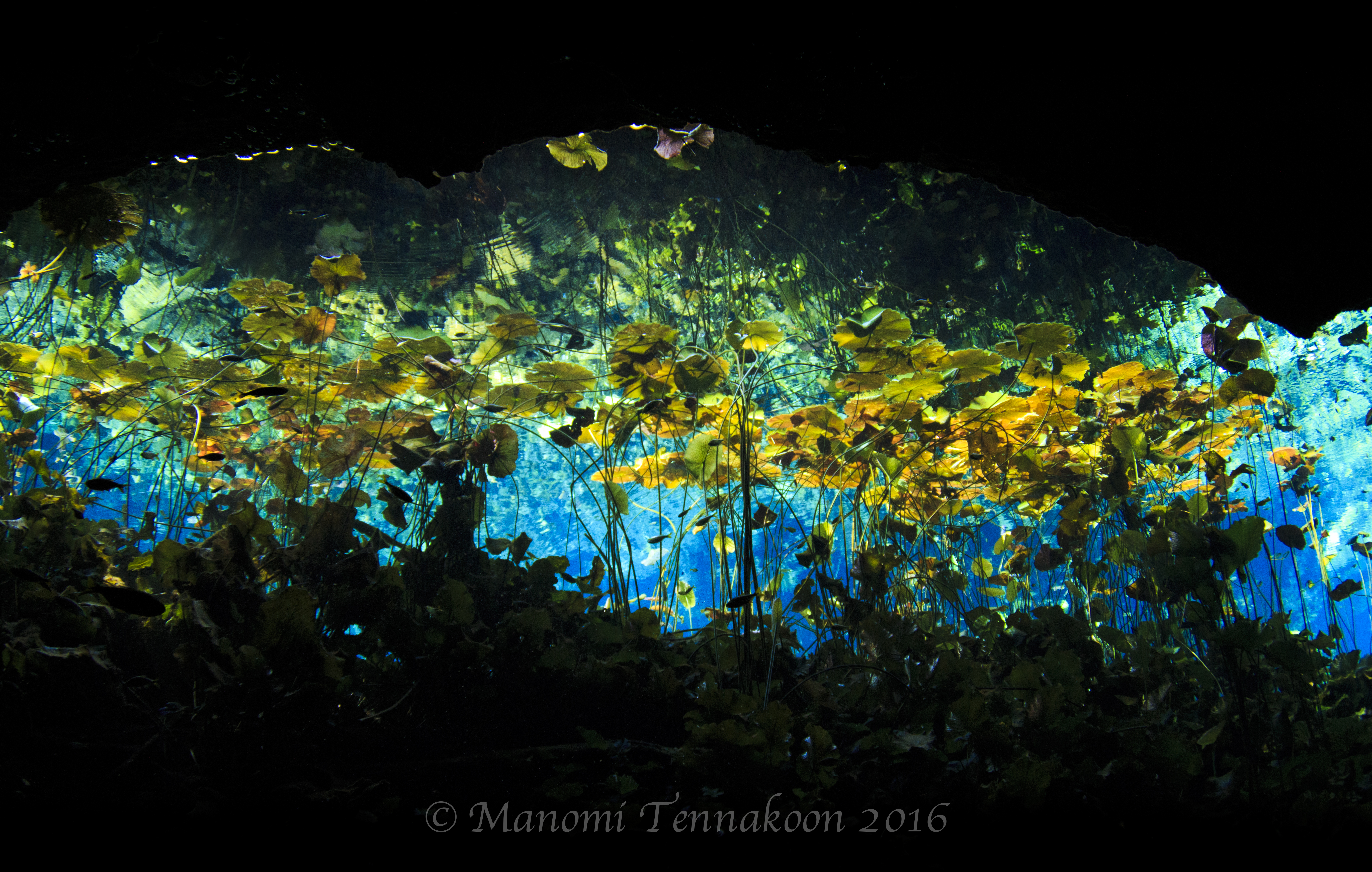 Cenote Nicte Ha, Water Lilies Cenote, Cavern Diving Akumal, Cenote Diving Akumal, Water Lilies Mexico