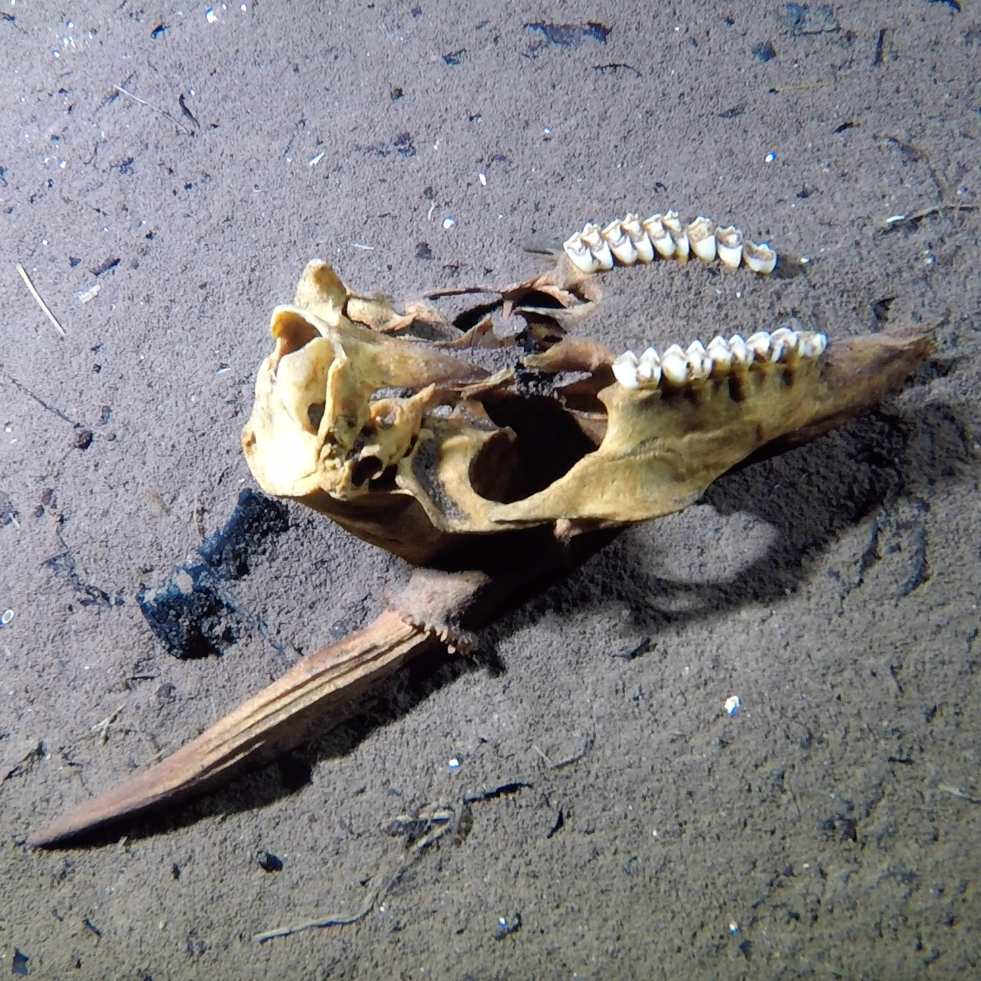 Cenote Tucan, Cenote Animal Skull, Under the Jungle, Cenote Exploration,