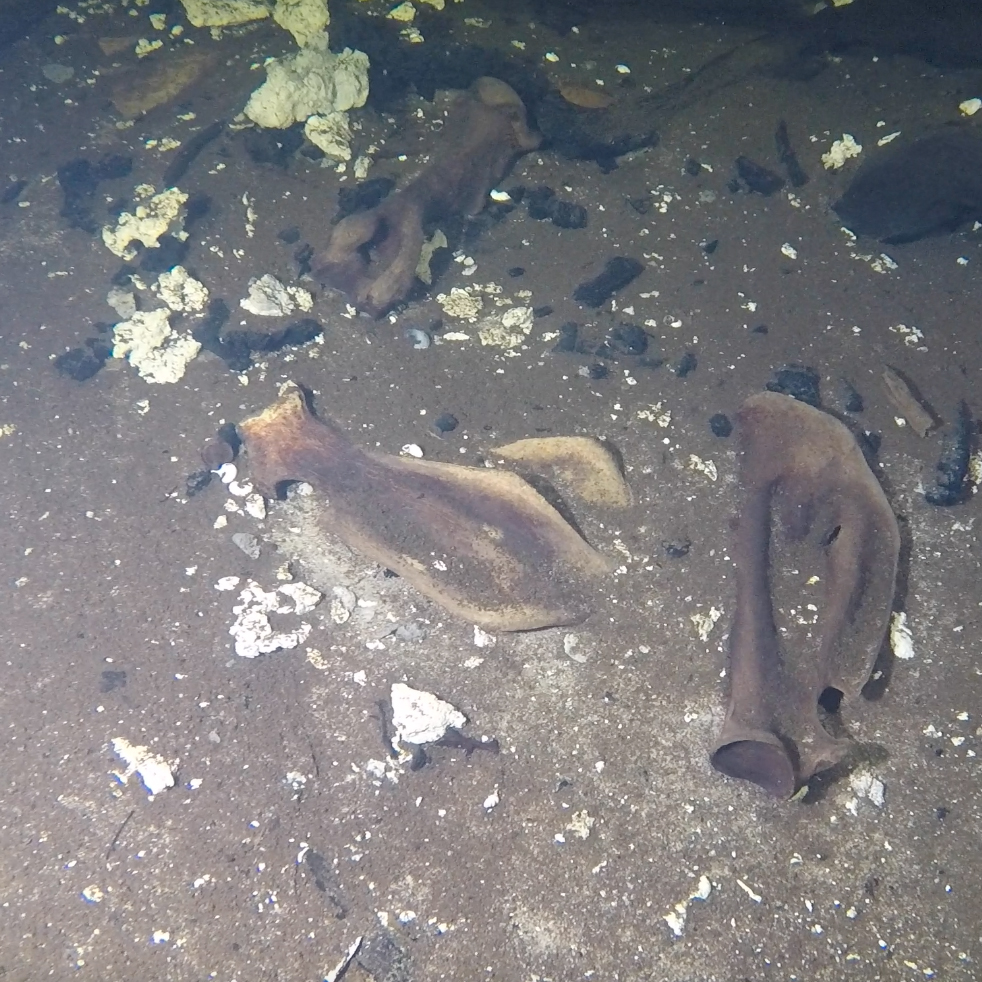 unknown bones in cenote, brown bones in cenote, canote tucan, under the jungle, mexican cave exploration