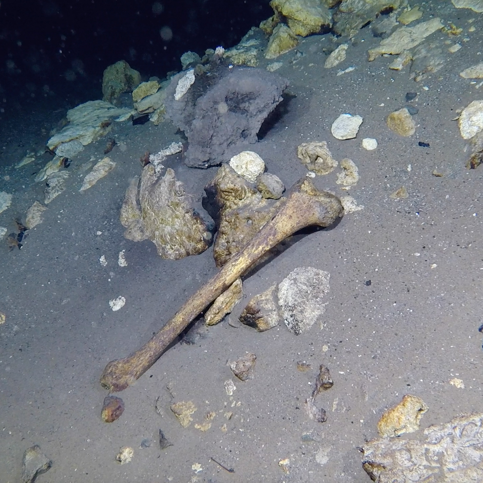 human bone cenote, arm bone cenote, cenote tucan, under the jungle, underwater cave exploration