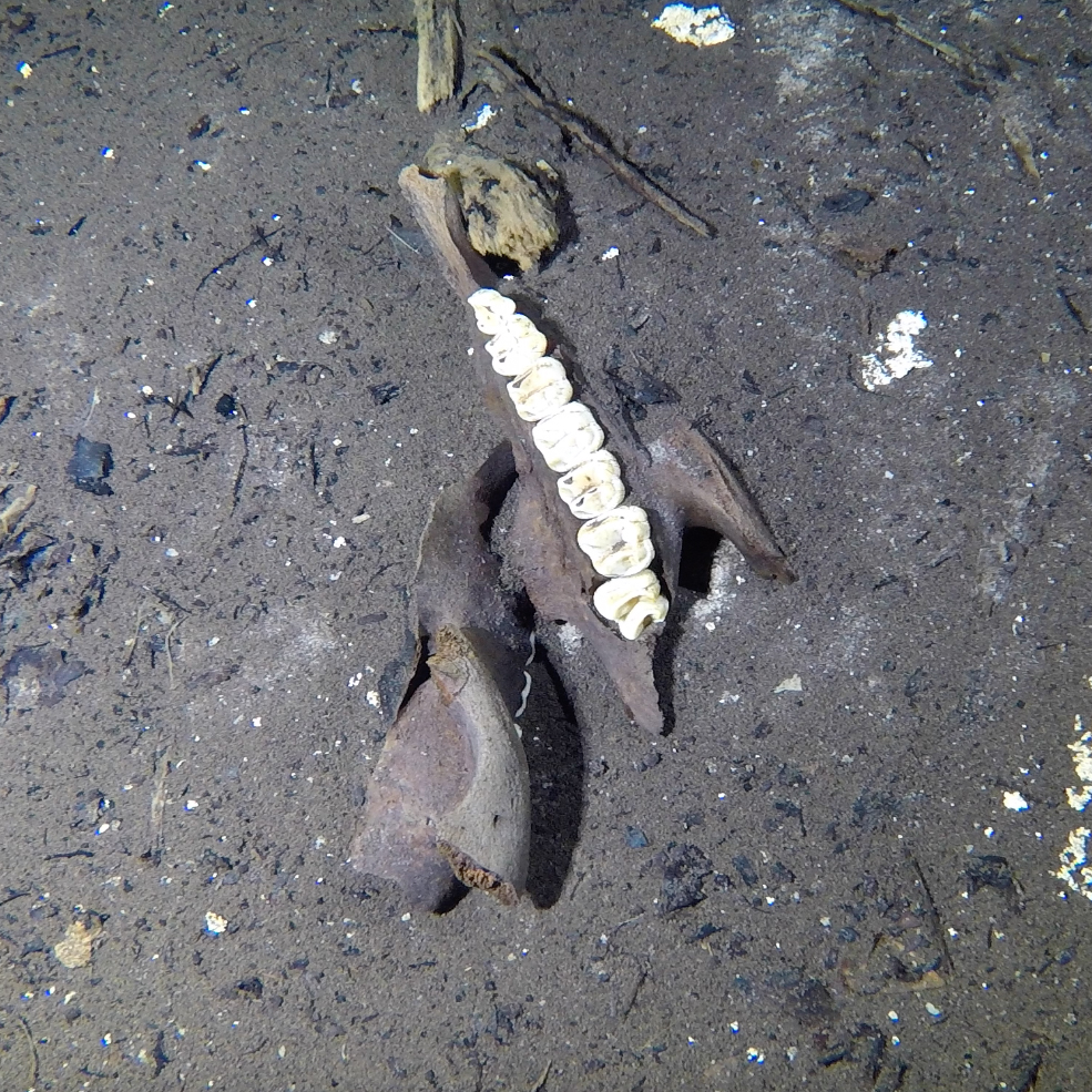 animal skull cenote, animal bones cenote, under the jungle, cenote tucan, mexican cave exploration