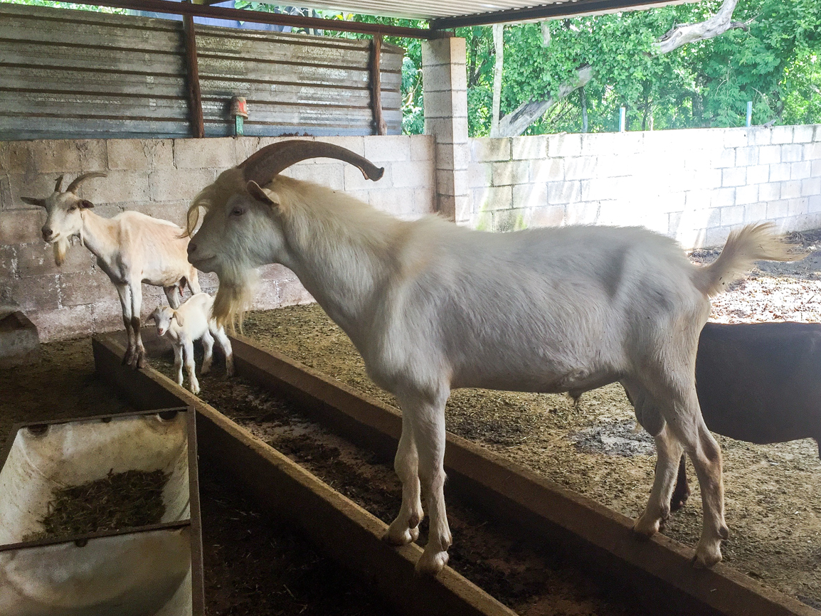 Yucatan Ranch, Goat, Yucatan Goat, Under the Jungle