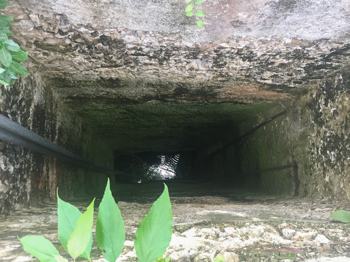 Sinkhole Diving, Yucatan Diving, Cave Diving Mexico, Under the Jungle, Cave Exploration, Ruben Rodriguez Flores