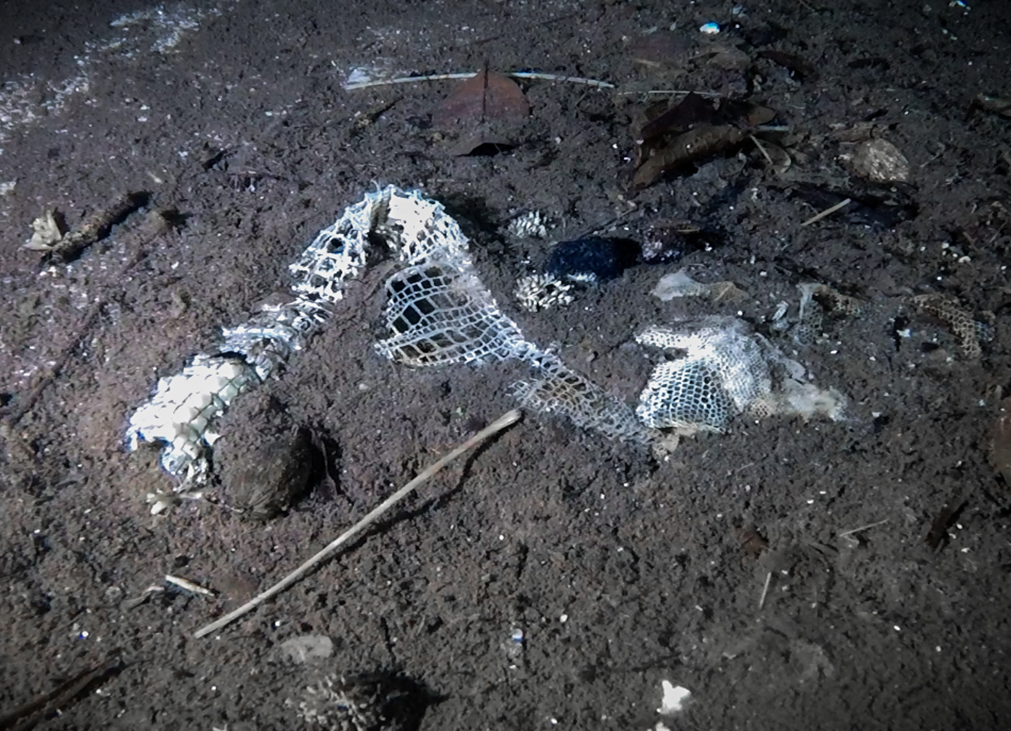 Crocodile Skin in Cenote, Under the Jungle, Yucatan Cave Diving, Yucatan Cavern Diving, Sac Wakax